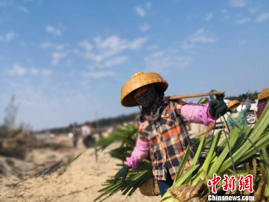 �շｻ�ڵ���Ұ������ɳ����ǰ�С�������ǫ ��